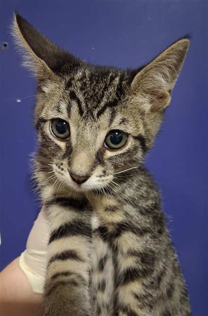 Shelter Stray Male Cat last seen Near BLOCK E ROBERTS LN, BAKERSFIELD CA 93308, 3951 Fruitvale Ave, Bakersfield, CA 93308, USA