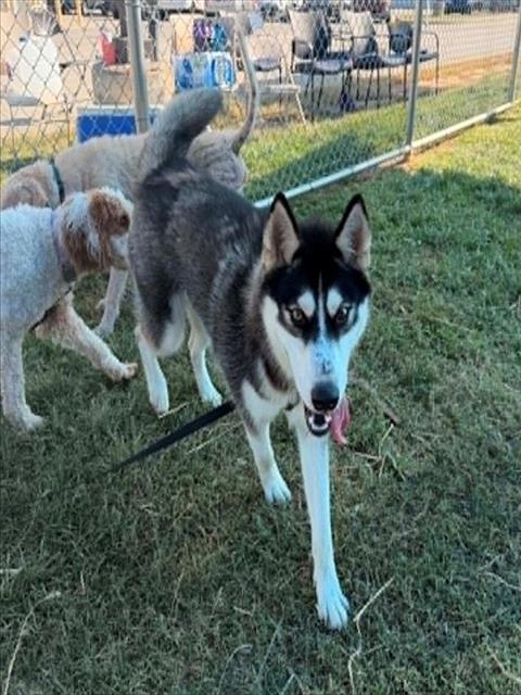 Shelter Stray Female Dog last seen Near BLOCK INVERNESS AVE, 3528 Newburg Rd, Louisville, KY 40218, USA