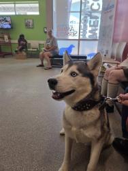 Shelter Stray Male Dog last seen Near BLOCK EASTMEADOW CT, 3528 Newburg Rd, Louisville, KY 40218, USA