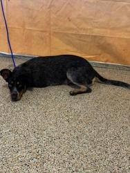 Shelter Stray Female Dog last seen Near BLOCK AVE & 128 TER, 3599 NW 79th Ave, Doral, FL 33122, USA