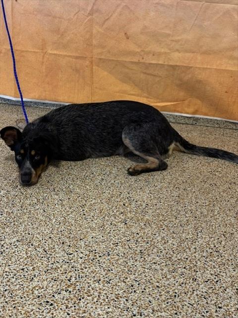 Shelter Stray Female Dog last seen Near BLOCK AVE & 128 TER, 3599 NW 79th Ave, Doral, FL 33122, USA