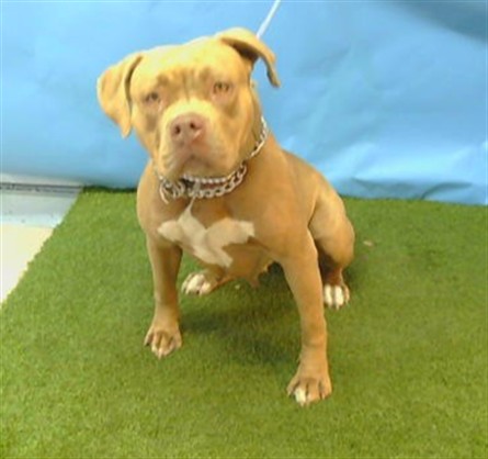 Shelter Stray Female Dog last seen , 11258 Garfield Ave, Downey, CA 90242, USA