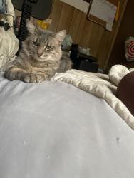 Lost Male Cat last seen 120th st east, golden given road, canyon rd E, Tacoma, WA 98445