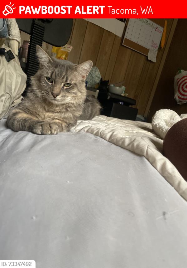 Lost Male Cat last seen 120th st east, golden given road, canyon rd E, Tacoma, WA 98445