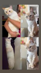 Reunited Male Cat last seen Near k st Chula Vista, Chula Vista, CA 91911