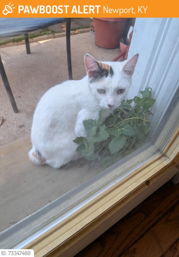 Found/Stray Female Cat last seen Monroe and 7th, Newport, KY 41071