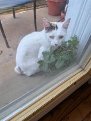 Found/Stray Female Cat last seen Monroe and 7th, Newport, KY 41071