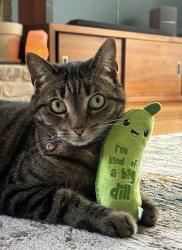 Lost Female Cat last seen SE Kanne Rd and 139th, Happy Valley, OR 97086