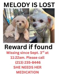 Lost Female Dog last seen Mott and folsom street, Los Angeles, CA 90033