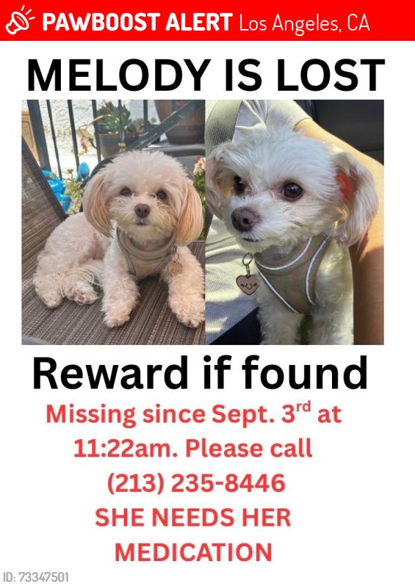 Lost Female Dog last seen Mott and folsom street, Los Angeles, CA 90033