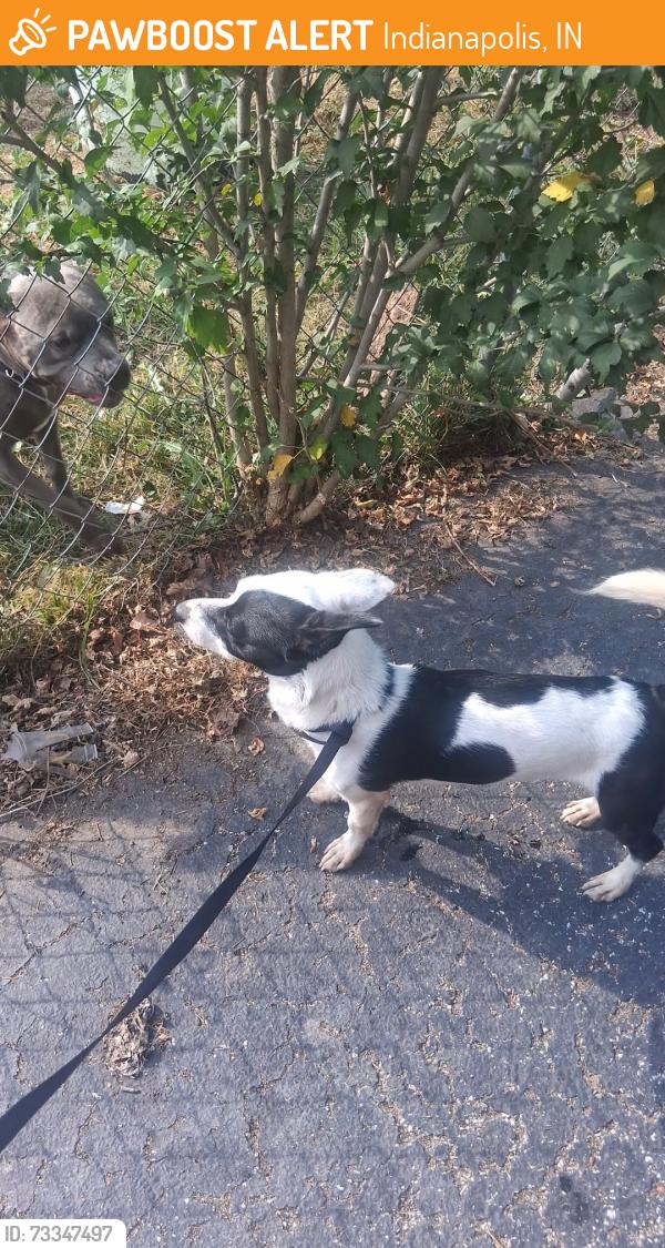 Found/Stray Male Dog last seen 14th street, Indianapolis, IN 46226