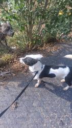 Found/Stray Male Dog last seen 14th street, Indianapolis, IN 46226