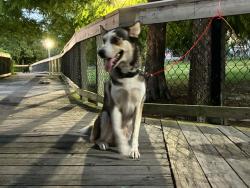 Reunited Male Dog last seen Near Kimball Dr, Ocoee FL 34761, Ocoee, FL 34761