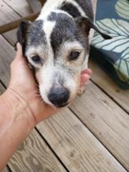 Found/Stray Female Dog last seen Bell rd, Watertown, TN 37184