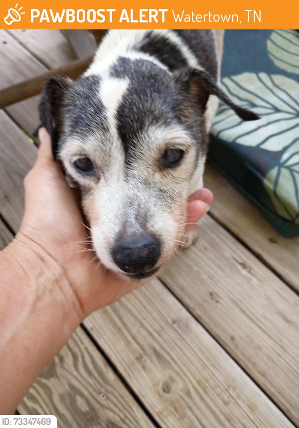 Found/Stray Female Dog last seen Bell rd, Watertown, TN 37184