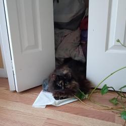 Lost Female Cat last seen Oak leaf lane and eagles nest, Hernando Beach, FL 34607
