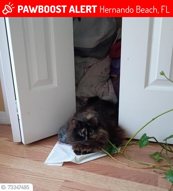 Lost Female Cat last seen Oak leaf lane and eagles nest, Hernando Beach, FL 34607