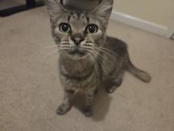 Reunited Female Cat last seen South Huron & Seneca Drive, Oxon Hill, MD 20745