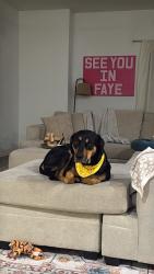 Reunited Female Dog last seen Near Kroger on Main Street, Frisco, TX 75033