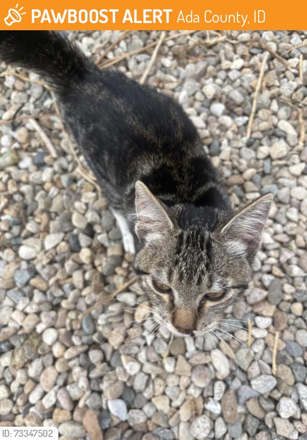 Found/Stray Unknown Cat last seen Chaparral and Spangler pl, Ada County, ID 83616