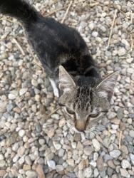 Found/Stray Unknown Cat last seen Chaparral and Spangler pl, Ada County, ID 83616