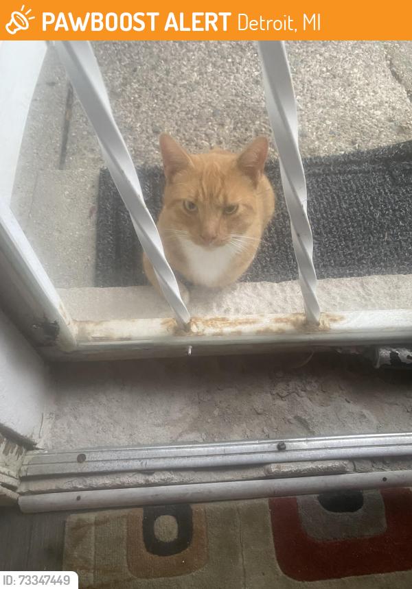Found/Stray Unknown Cat last seen 8 mile and Lasher area near Pembroke, Detroit, MI 48223