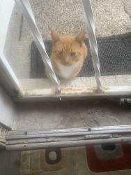 Found/Stray Unknown Cat last seen 8 mile and Lasher area near Pembroke, Detroit, MI 48223