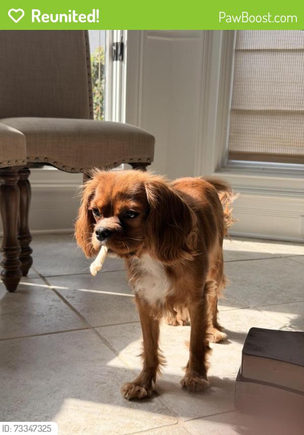 Reunited Male Dog last seen WP Jones Memorial Park, Pleasant Hill, Duluth, GA 30096