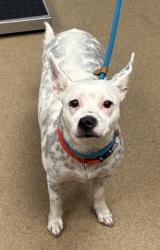 Shelter Stray Female Dog last seen Near Wesley Chapel Rd, Decatur, GA 30034, 30034, GA, 3280 Chamblee Dunwoody Rd, Chamblee, GA 30341, USA