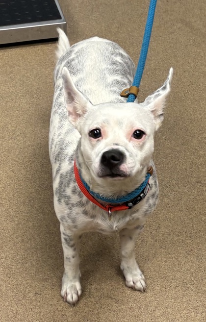 Shelter Stray Female Dog last seen Near Wesley Chapel Rd, Decatur, GA 30034, 30034, GA, 3280 Chamblee Dunwoody Rd, Chamblee, GA 30341, USA