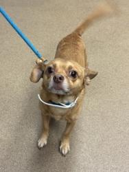 Shelter Stray Male Dog last seen , , GA, 3280 Chamblee Dunwoody Rd, Chamblee, GA 30341, USA