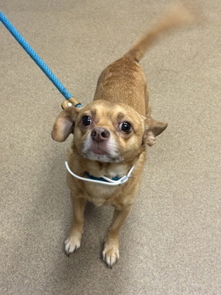 Shelter Stray Male Dog last seen , , GA, 3280 Chamblee Dunwoody Rd, Chamblee, GA 30341, USA