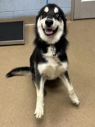 Shelter Stray Male Dog last seen Near Post Road Circle, 30088, GA, 3280 Chamblee Dunwoody Rd, Chamblee, GA 30341, USA