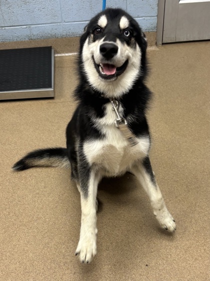 Shelter Stray Male Dog last seen Near Post Road Circle, 30088, GA, 3280 Chamblee Dunwoody Rd, Chamblee, GA 30341, USA