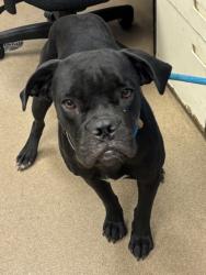 Shelter Stray Female Dog last seen Near Wellborn Rd, 30058, GA, 3280 Chamblee Dunwoody Rd, Chamblee, GA 30341, USA