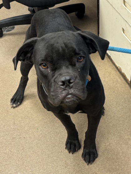 Shelter Stray Female Dog last seen Near Wellborn Rd, 30058, GA, 3280 Chamblee Dunwoody Rd, Chamblee, GA 30341, USA