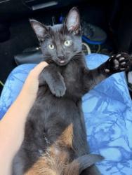Shelter Stray Male Cat last seen Near N HILL PKWY, 30341, GA, 3280 Chamblee Dunwoody Rd, Chamblee, GA 30341, USA