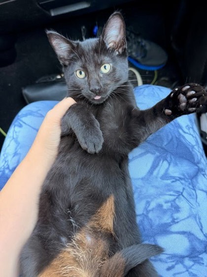 Shelter Stray Male Cat last seen Near N HILL PKWY, 30341, GA, 3280 Chamblee Dunwoody Rd, Chamblee, GA 30341, USA