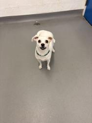 Shelter Stray Female Dog last seen SPD North, Seattle, WA, 2061 15th Ave W, Seattle, WA 98119, USA