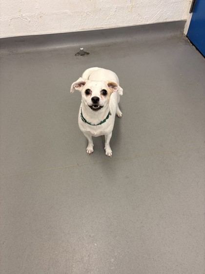 Shelter Stray Female Dog last seen SPD North, Seattle, WA, 2061 15th Ave W, Seattle, WA 98119, USA
