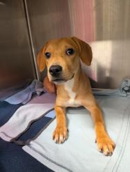 Shelter Stray Female Dog last seen Near camp creek parkway, Atlanta, GA, 1251 Fulton Industrial Blvd NW, Atlanta, GA 30336, USA