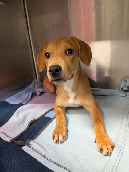Shelter Stray Female Dog last seen Near camp creek parkway, Atlanta, GA, 1251 Fulton Industrial Blvd NW, Atlanta, GA 30336, USA