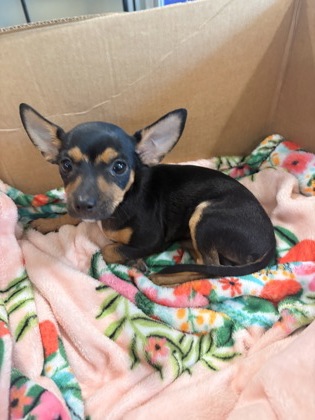 Shelter Stray Male Dog last seen Birchwood Ln, Cedar Hill, TX, 1150 E Pleasant Run Rd, Cedar Hill, TX 75104, USA