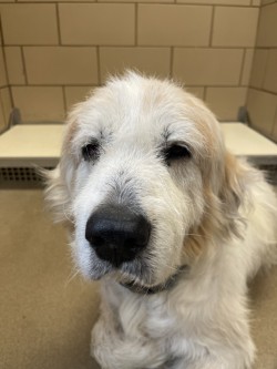 Shelter Stray Male Dog last seen Near Piper Ln, Not Mesquite, TX, 1650 Gross Rd, Mesquite, TX 75149, USA