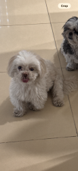 Lost Male Dog last seen Bird road and 97th pl, Miami, FL 33165
