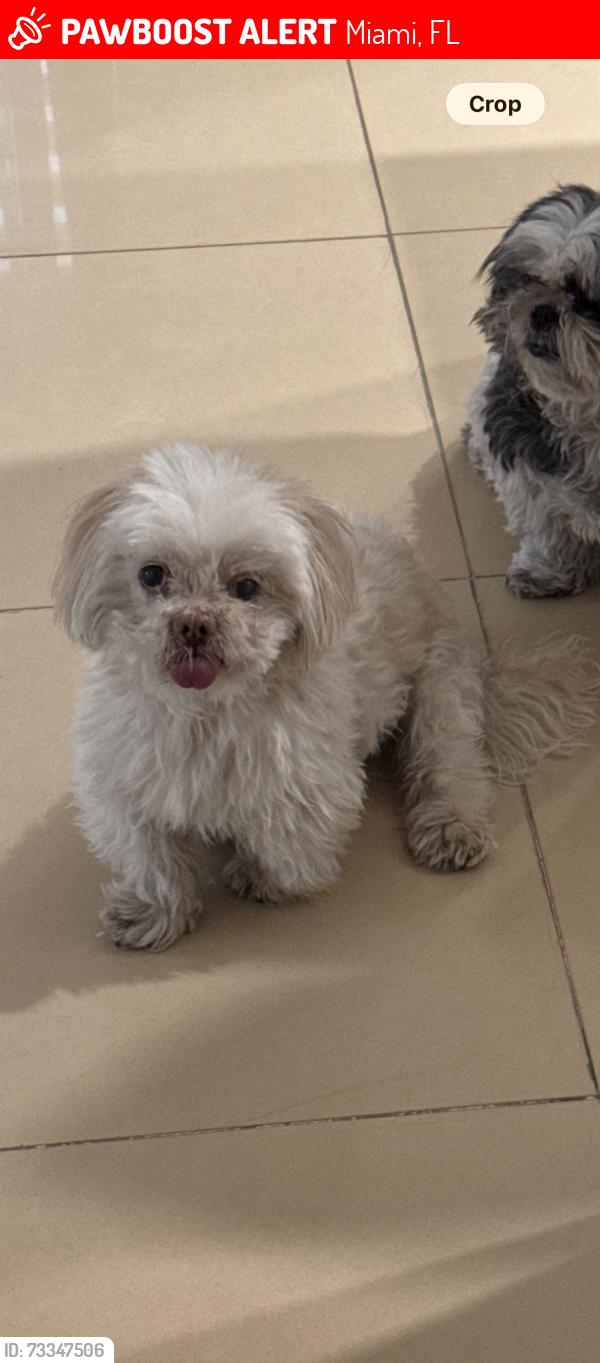 Lost Male Dog last seen Bird road and 97th pl, Miami, FL 33165