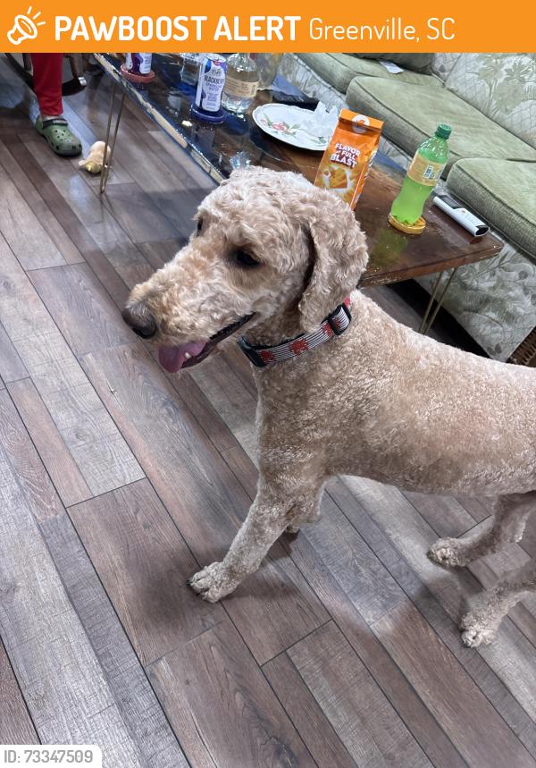 Found/Stray Male Dog last seen East North Street, Greenville, SC 29615