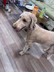 Found/Stray Male Dog last seen East North Street, Greenville, SC 29615