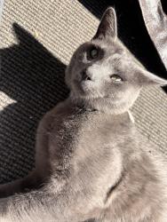Found/Stray Male Cat last seen Summer Grove Circle, Fairfield, CA 94534