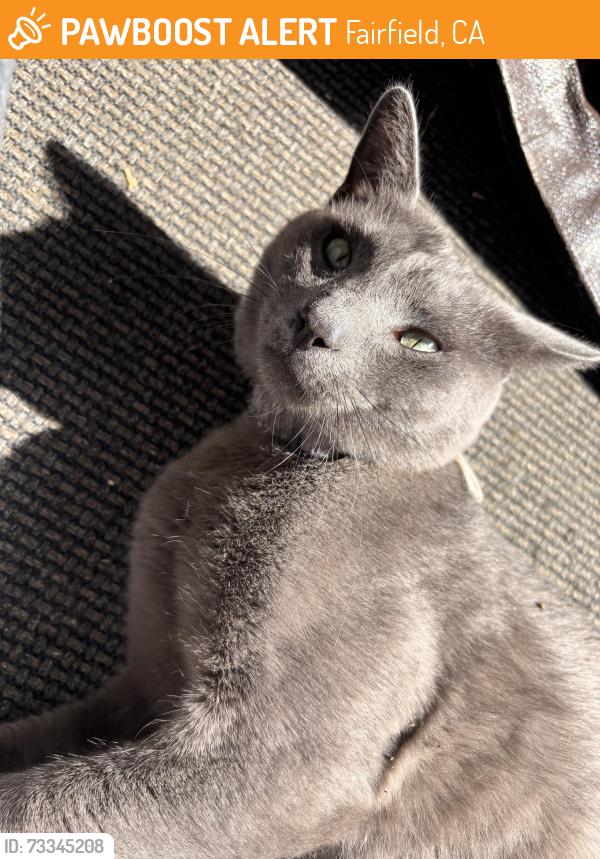Found/Stray Male Cat last seen Summer Grove Circle, Fairfield, CA 94534